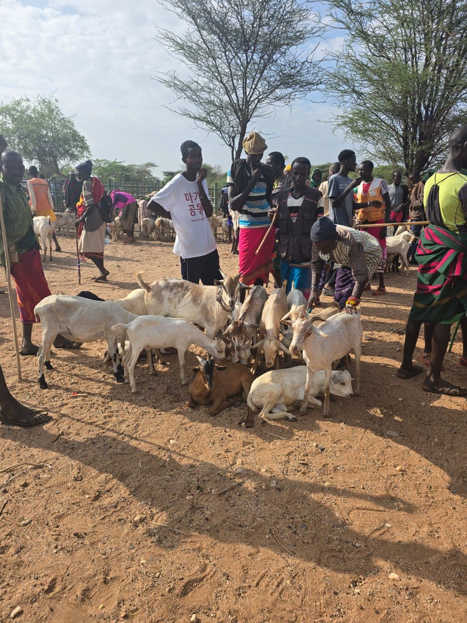 Morans gathered with goats during the Laisamis/Merile livelihoods intervention